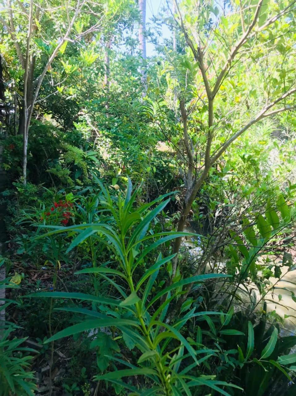 Ba Danh Homestay & Kitchen - Ben Tre Mekong Zewnętrze zdjęcie